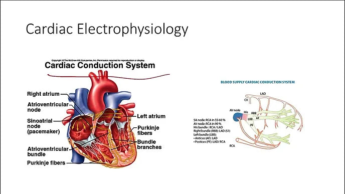Consultant , Cardiac Electrophysiology